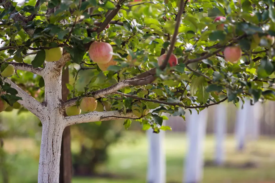 Evitar Plagas en Árboles Frutales