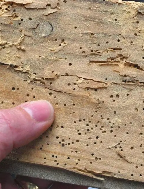 Madera con agujeros de carcoma