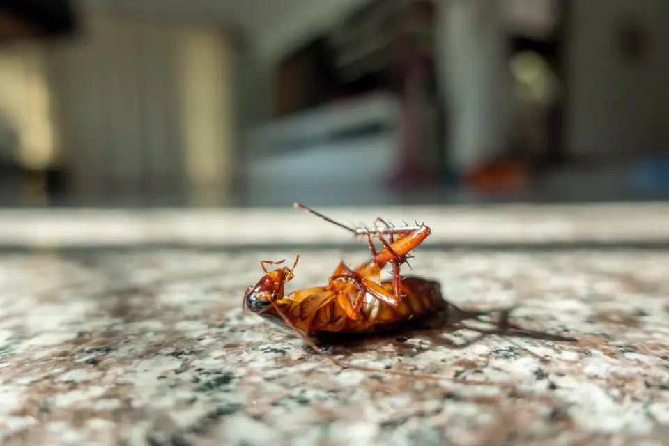 Cucaracha en el suelo de una vivienda