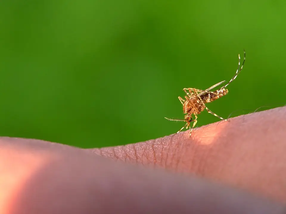 Evitar Mosquitos en Casa: Soluciones Profesionales en Valencia