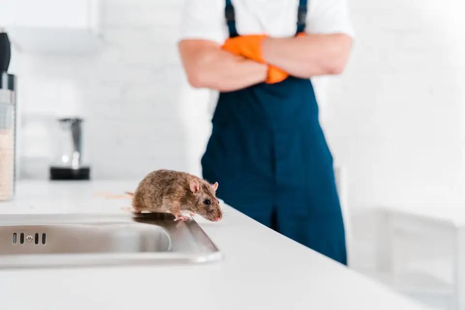 Ratón sobre la encimera de una cocina